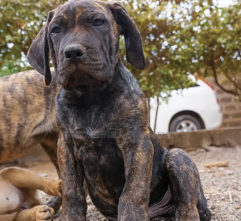 1-3 months Male Purebred Boerboel