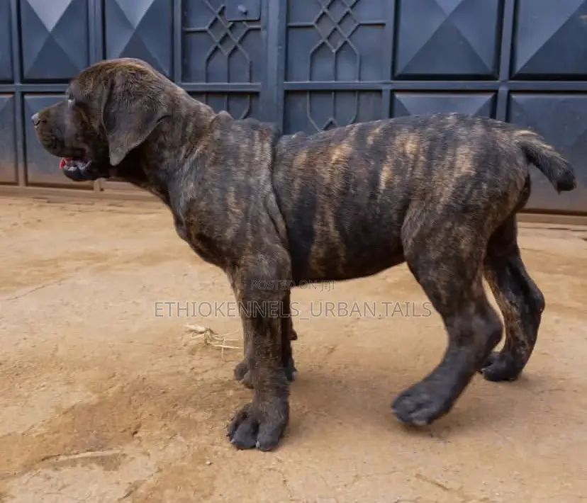 1-3 months Male Purebred Boerboel