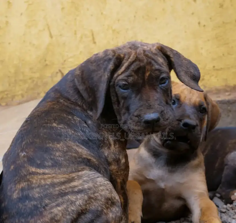 1-3 months Male Purebred Boerboel