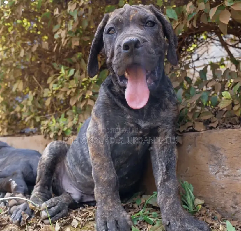 1-3 months Male Purebred Boerboel