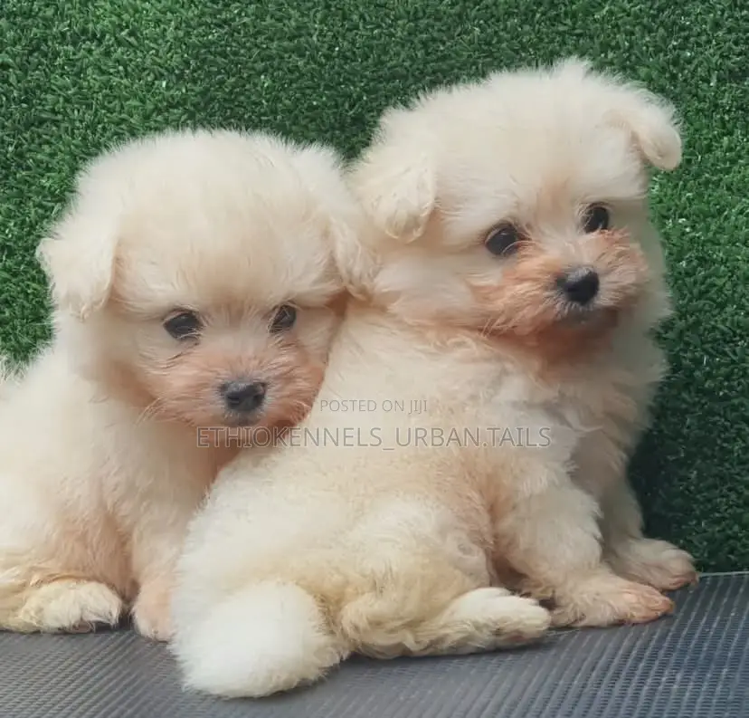 1-3 months Male Purebred Maltese