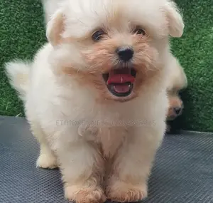 1-3 months Male Purebred Maltese