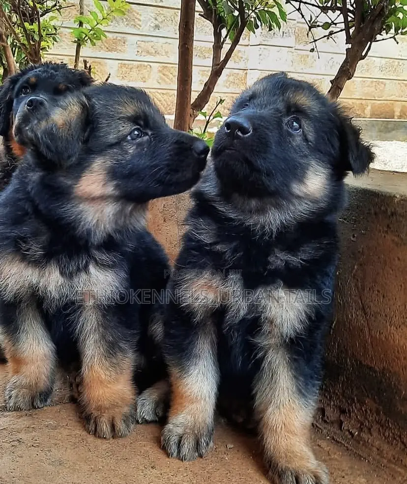 1-3 months Male Purebred German Shepherd