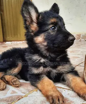 1-3 months Male Purebred German Shepherd