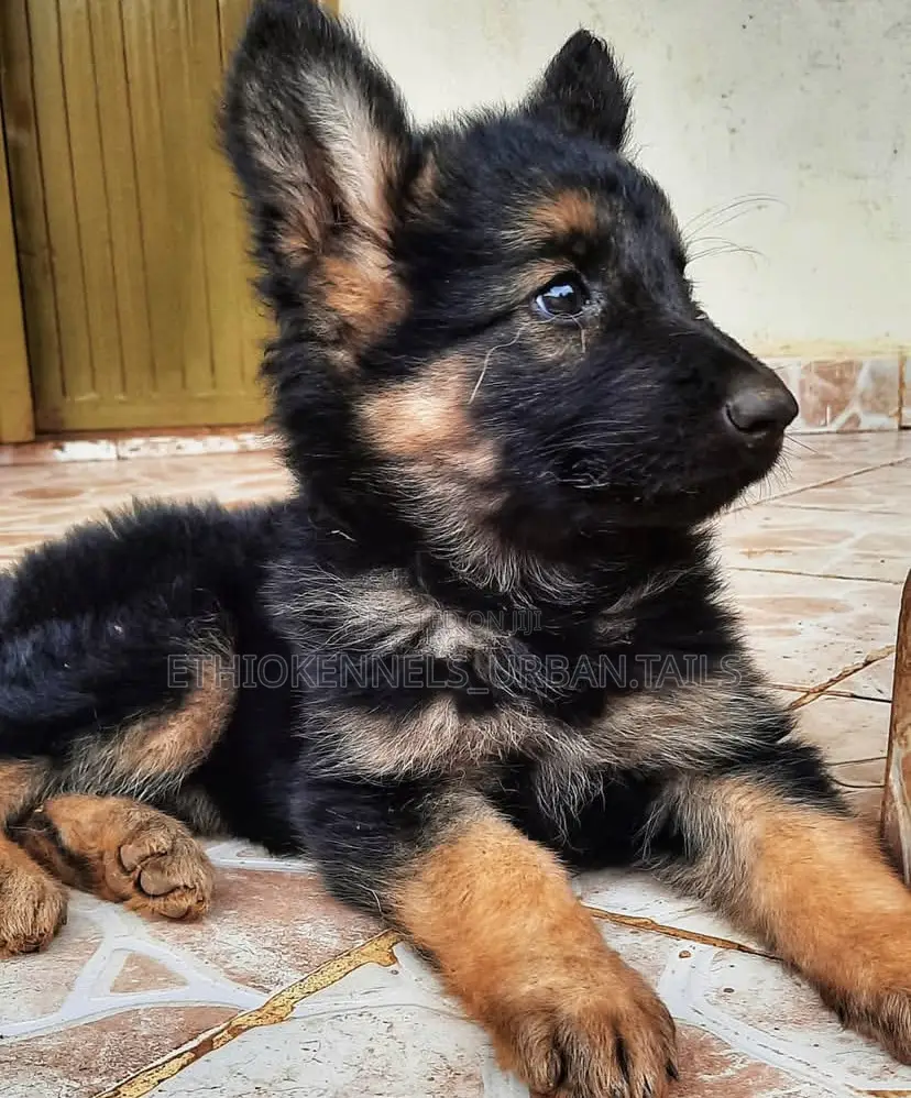 1-3 months Male Purebred German Shepherd