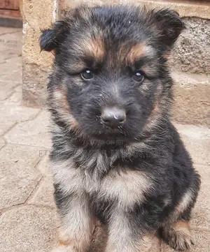 1-3 months Male Purebred German Shepherd