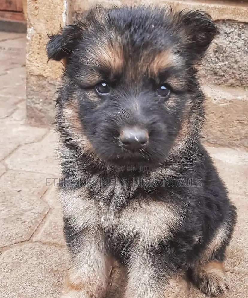 1-3 months Male Purebred German Shepherd