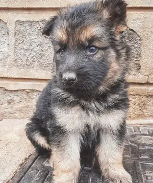 1-3 months Male Purebred German Shepherd