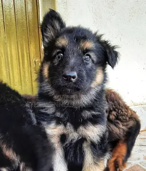 1-3 months Male Purebred German Shepherd