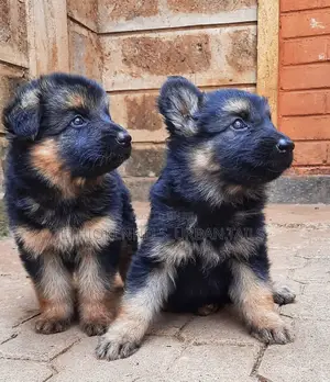 1-3 months Male Purebred German Shepherd