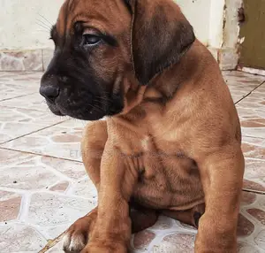 1-3 months Male Purebred Boerboel