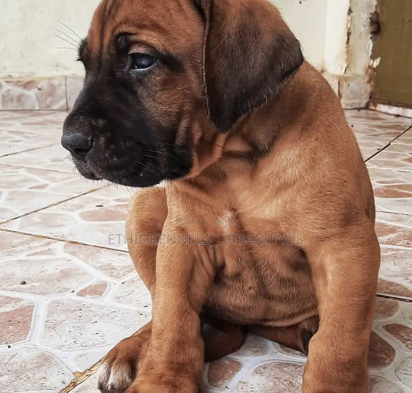 1-3 months Male Purebred Boerboel