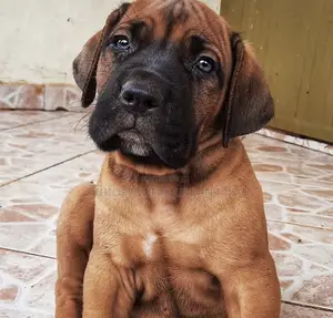 1-3 months Male Purebred Boerboel