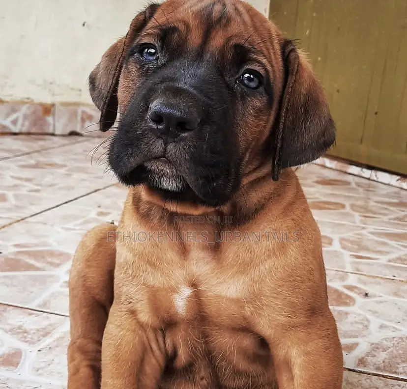 1-3 months Male Purebred Boerboel
