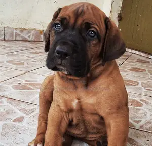 1-3 months Male Purebred Boerboel