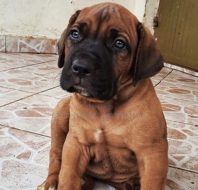 1-3 months Male Purebred Boerboel