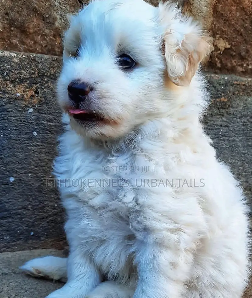 1-3 months Male Purebred German Shepherd