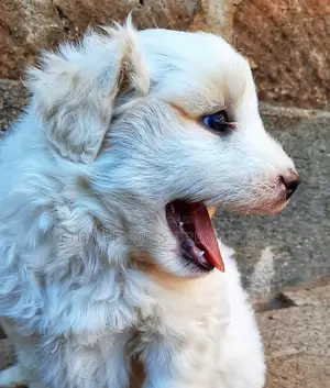 1-3 months Male Purebred German Shepherd