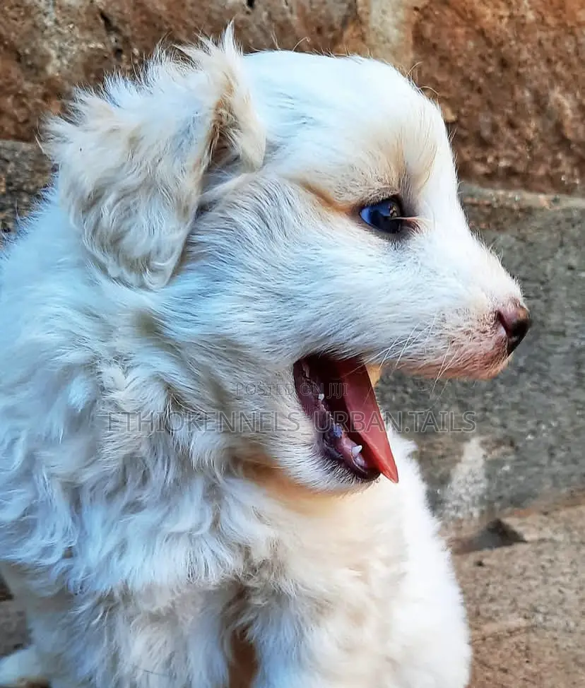 1-3 months Male Purebred German Shepherd