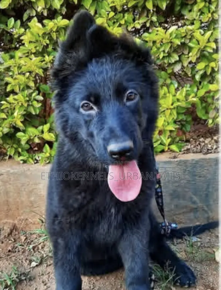 3-6 months Male Purebred German Shepherd