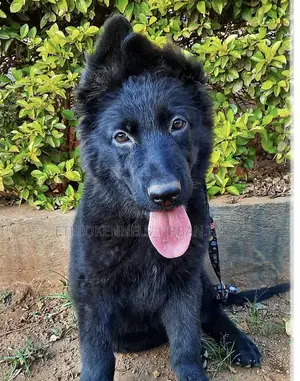 3-6 months Male Purebred German Shepherd