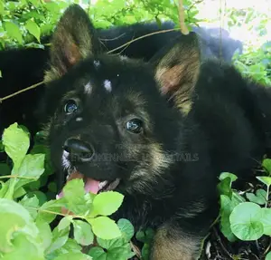 1-3 months Male Purebred German Shepherd