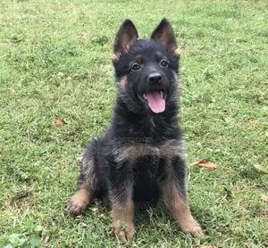 1-3 months Male Purebred German Shepherd