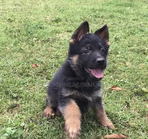 1-3 months Male Purebred German Shepherd