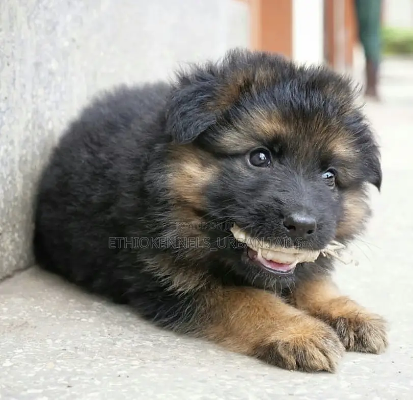 1-3 months Male Purebred German Shepherd