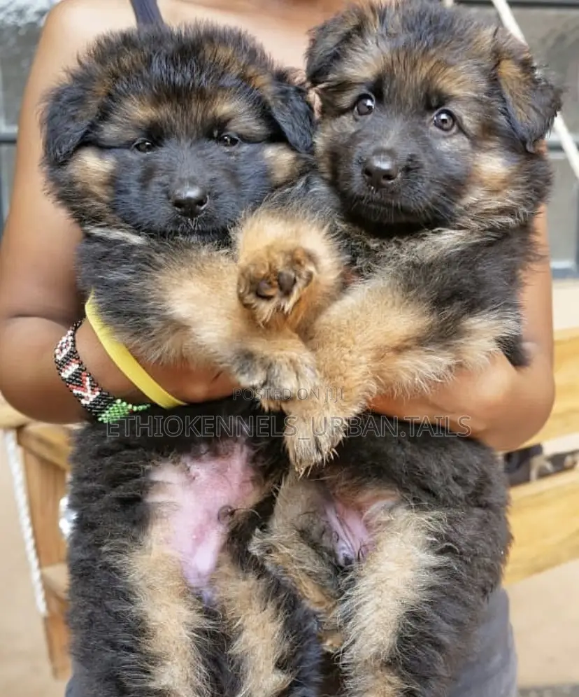 1-3 months Male Purebred German Shepherd