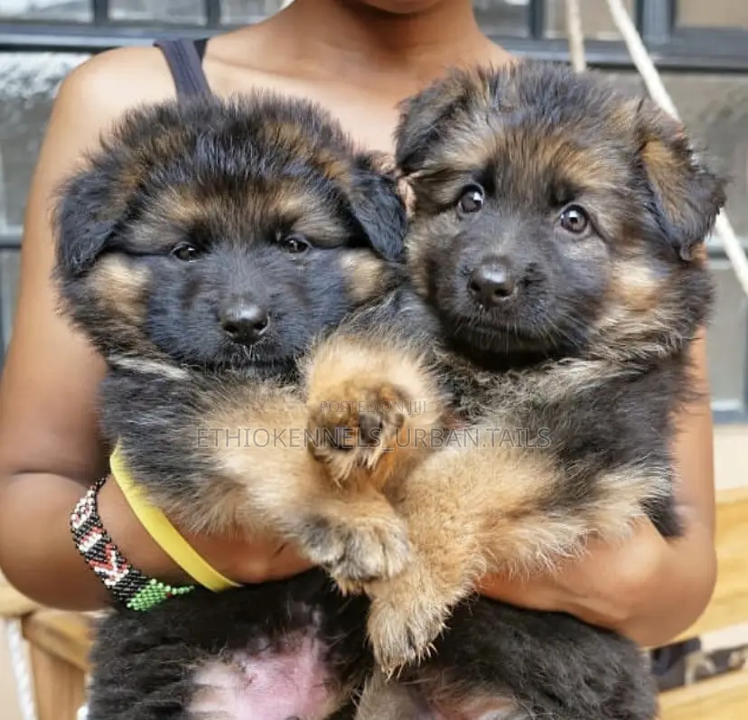 1-3 months Male Purebred German Shepherd