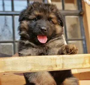 1-3 months Male Purebred German Shepherd