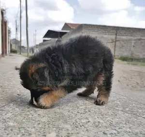 1-3 months Male Purebred German Shepherd