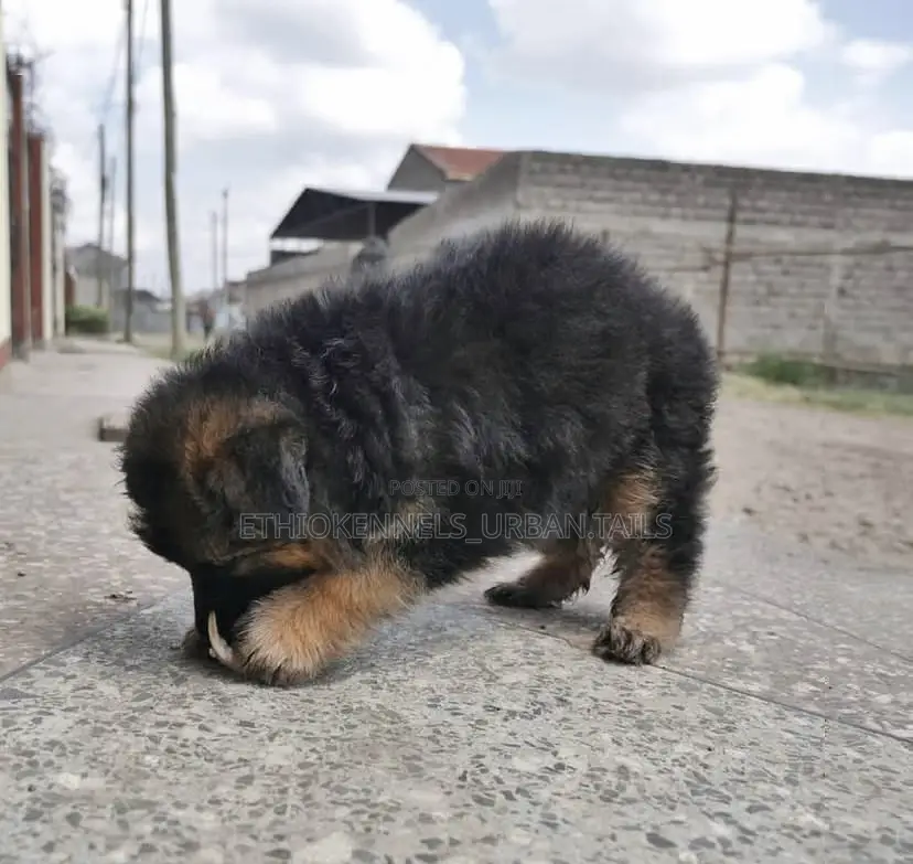 1-3 months Male Purebred German Shepherd