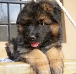 1-3 months Male Purebred German Shepherd