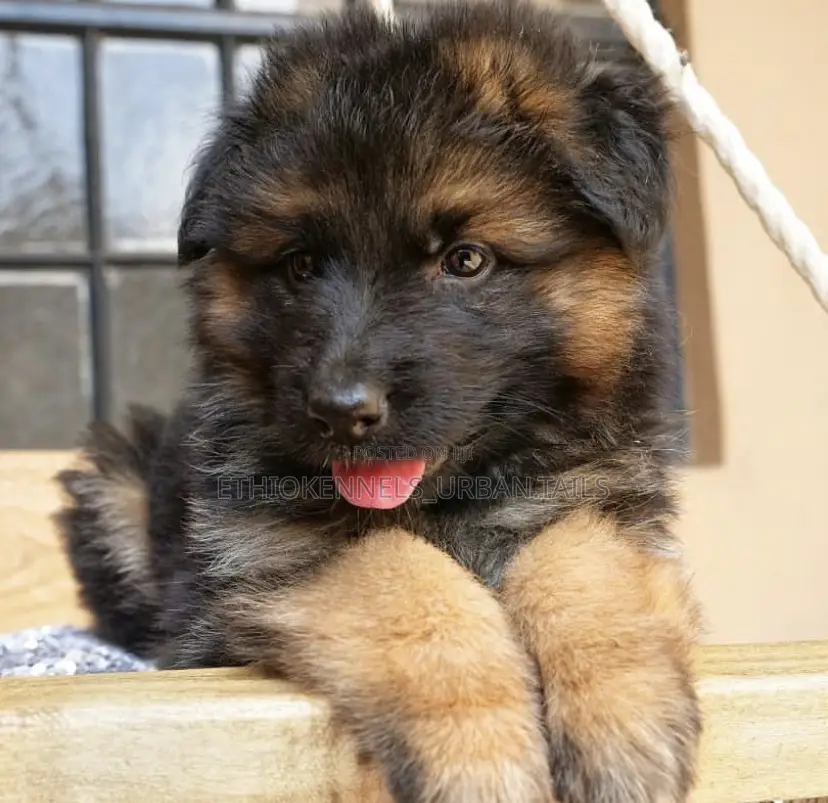 1-3 months Male Purebred German Shepherd