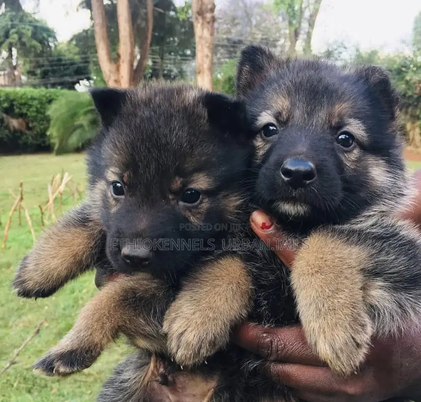 1-3 months Male Purebred German Shepherd