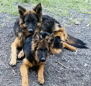 3-6 months Male Purebred German Shepherd