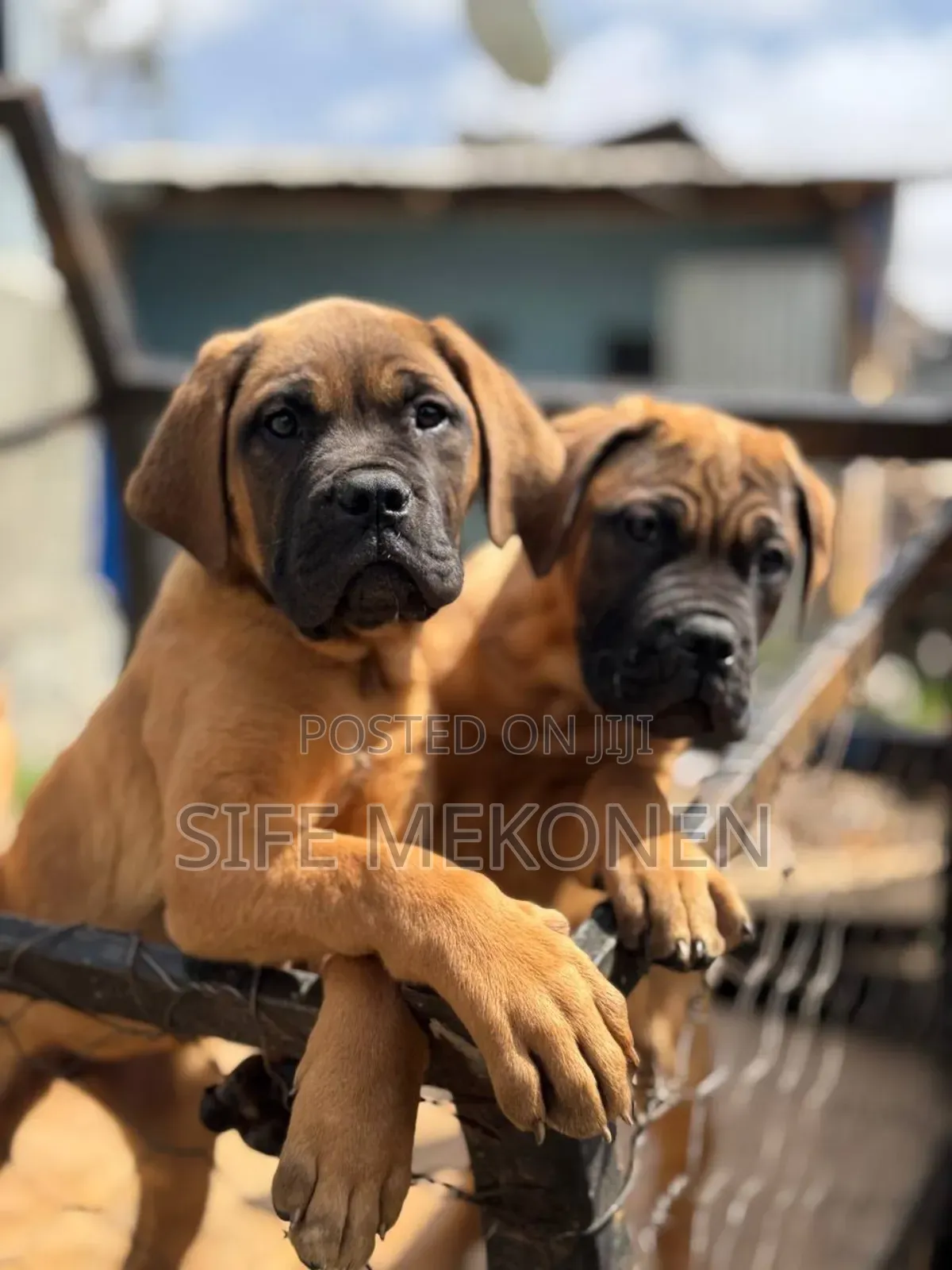 1-3 months Female Purebred Bullmastiff