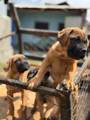 1-3 months Female Purebred Bullmastiff