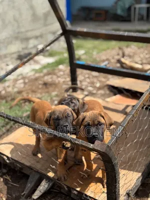 1-3 months Male Purebred Bullmastiff