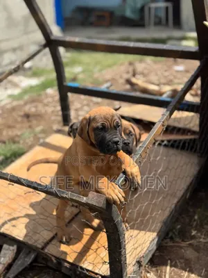 1-3 months Male Purebred Bullmastiff