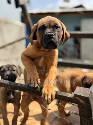 1-3 months Male Purebred Bullmastiff