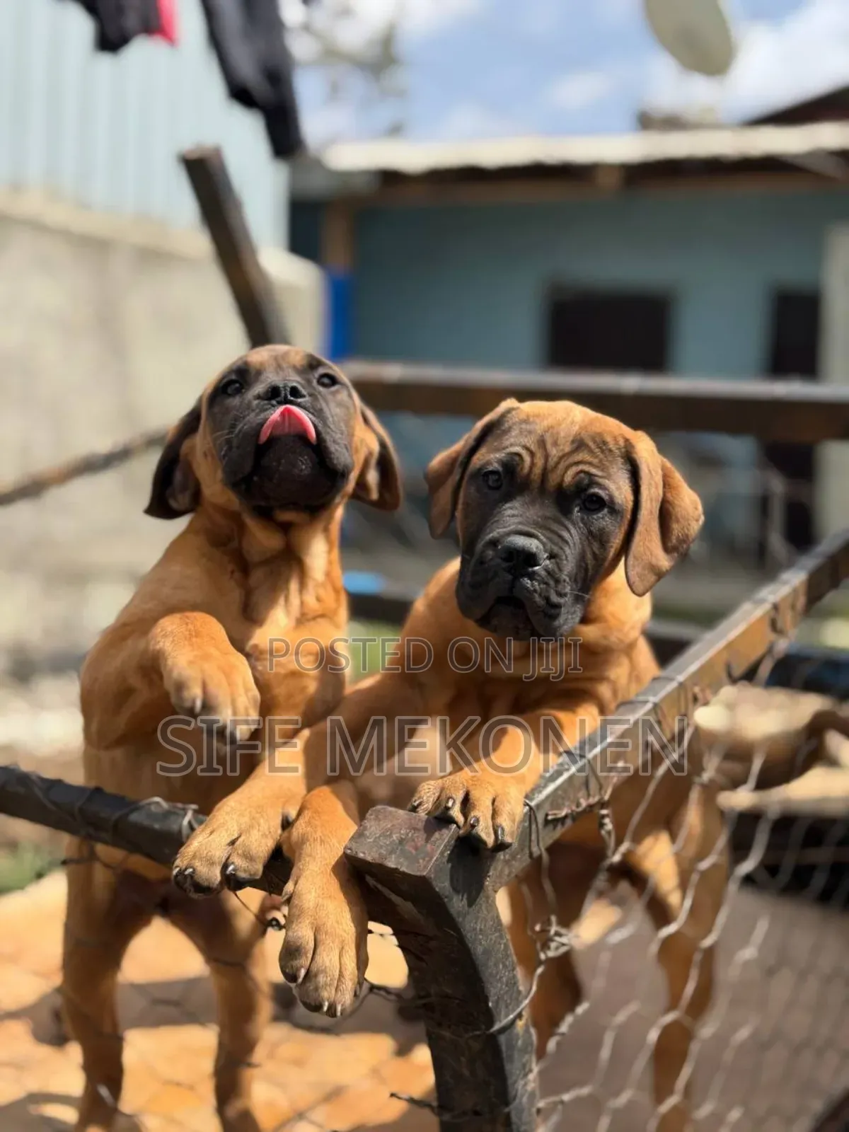 1-3 months Male Purebred Bullmastiff