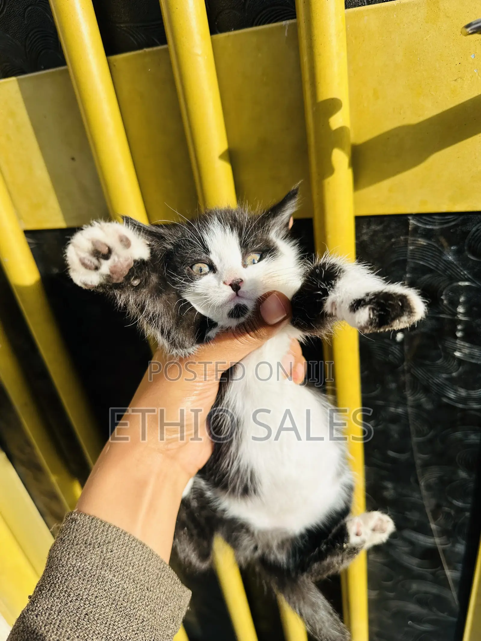 1-3 months Female Purebred Abyssinian