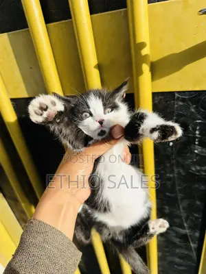 1-3 months Female Purebred Abyssinian