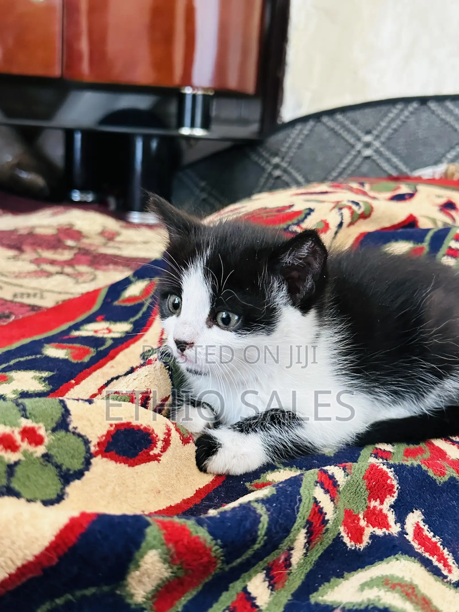 1-3 months Female Purebred Abyssinian