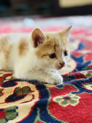 1-3 months Male Purebred Abyssinian