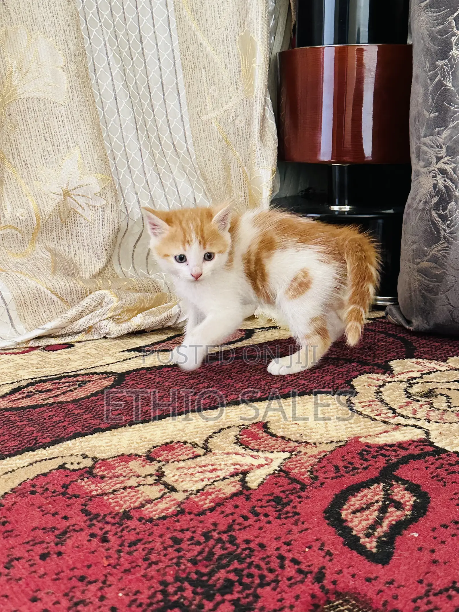 1-3 months Male Purebred Abyssinian