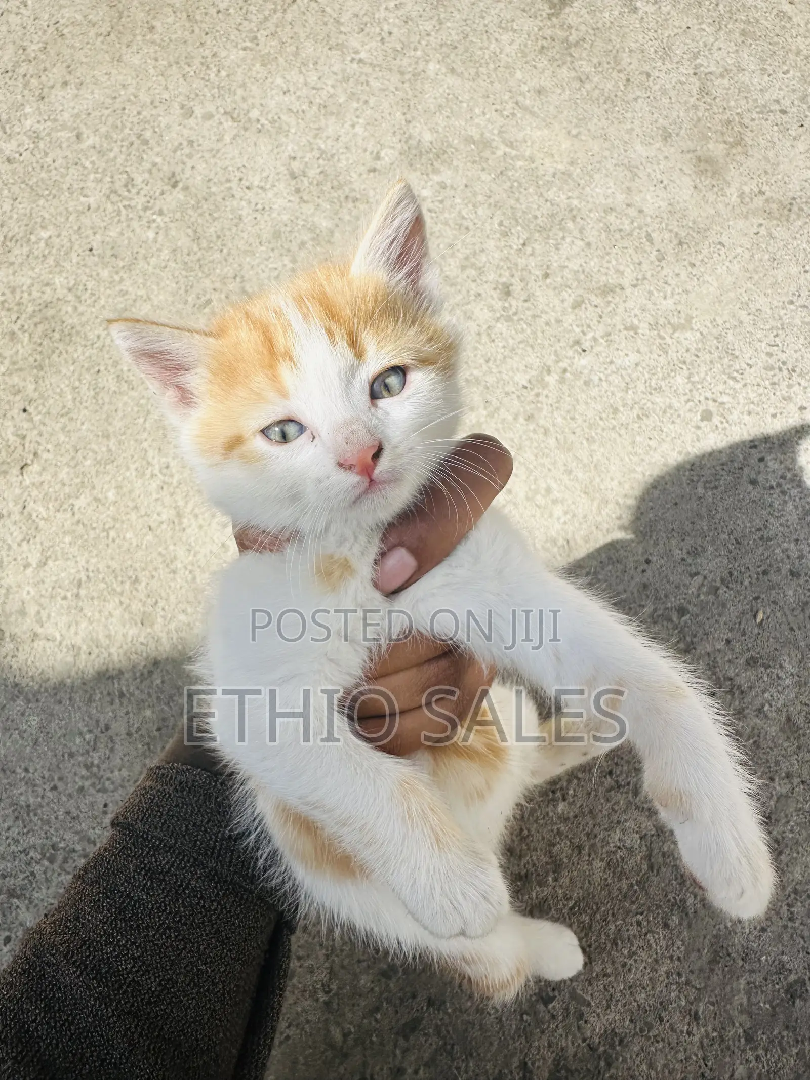 1-3 months Male Purebred Abyssinian